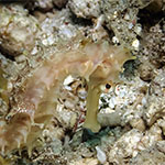 Hippocampus histrix
          